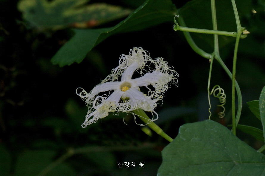 하늘타리