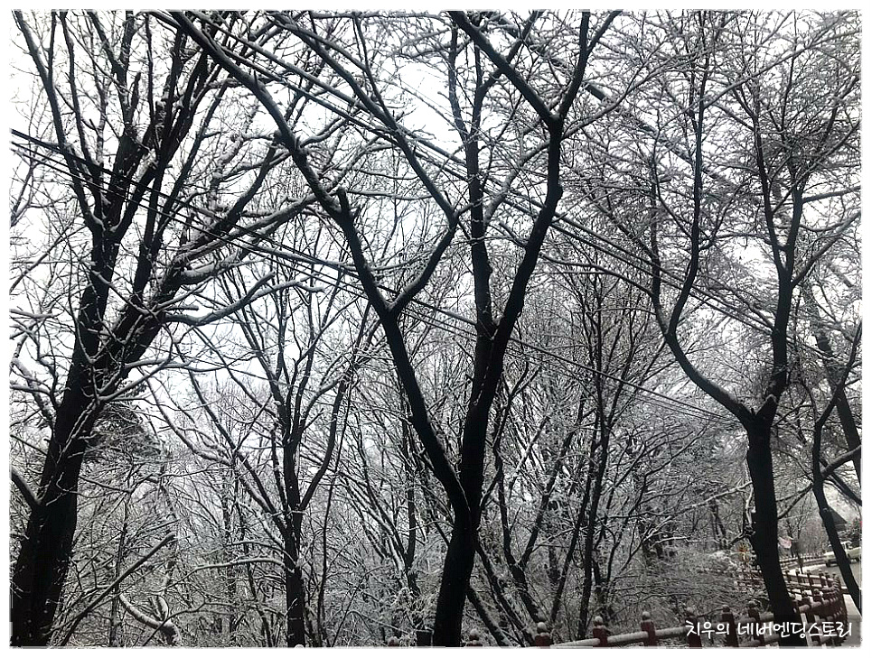 눈 내린 부산 금정산성로(金井山城路)의 소경(小景)/ 목필균의 함박눈
