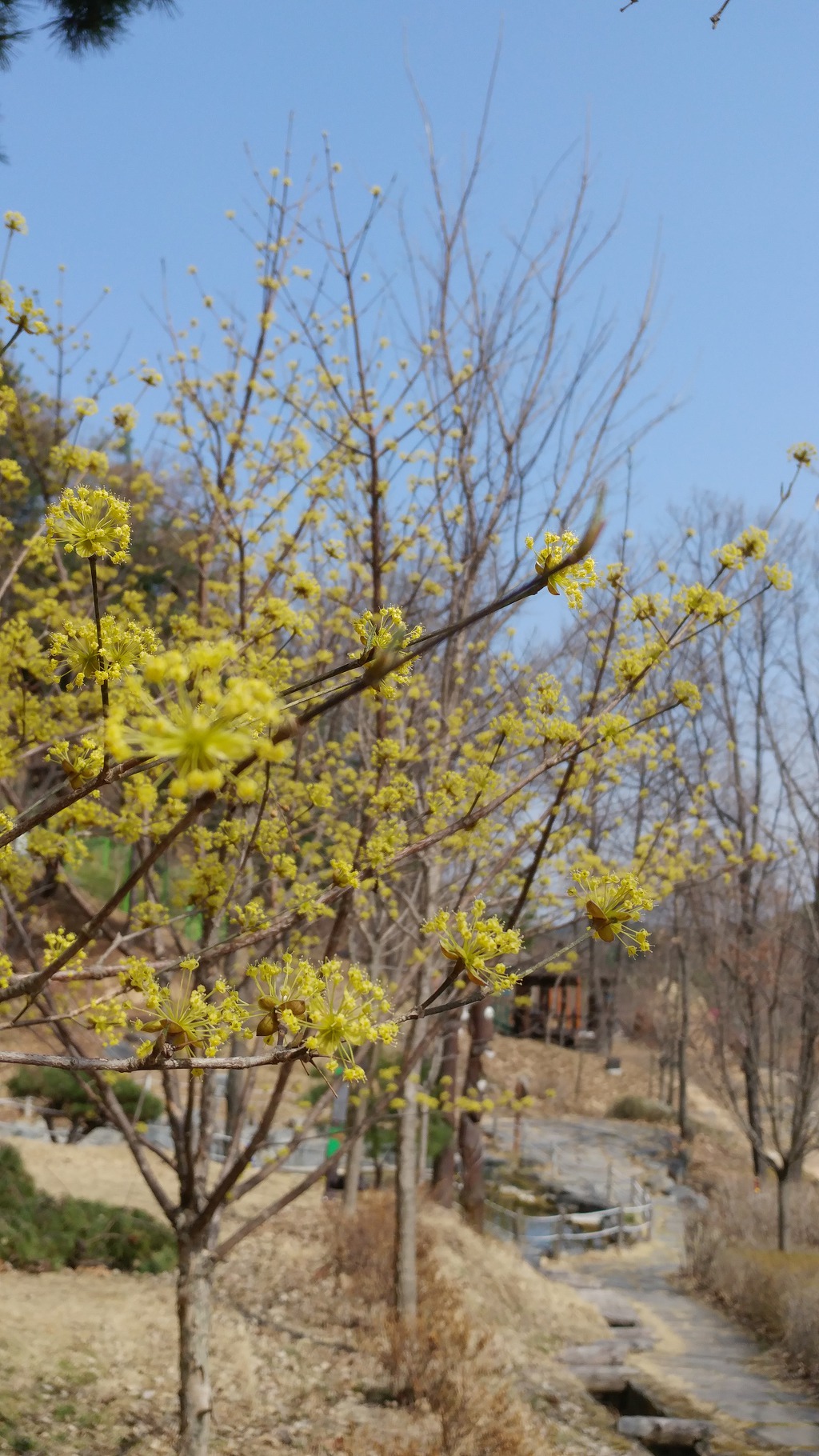 구미에코랜드_산동 참 생태숲 봄꽃