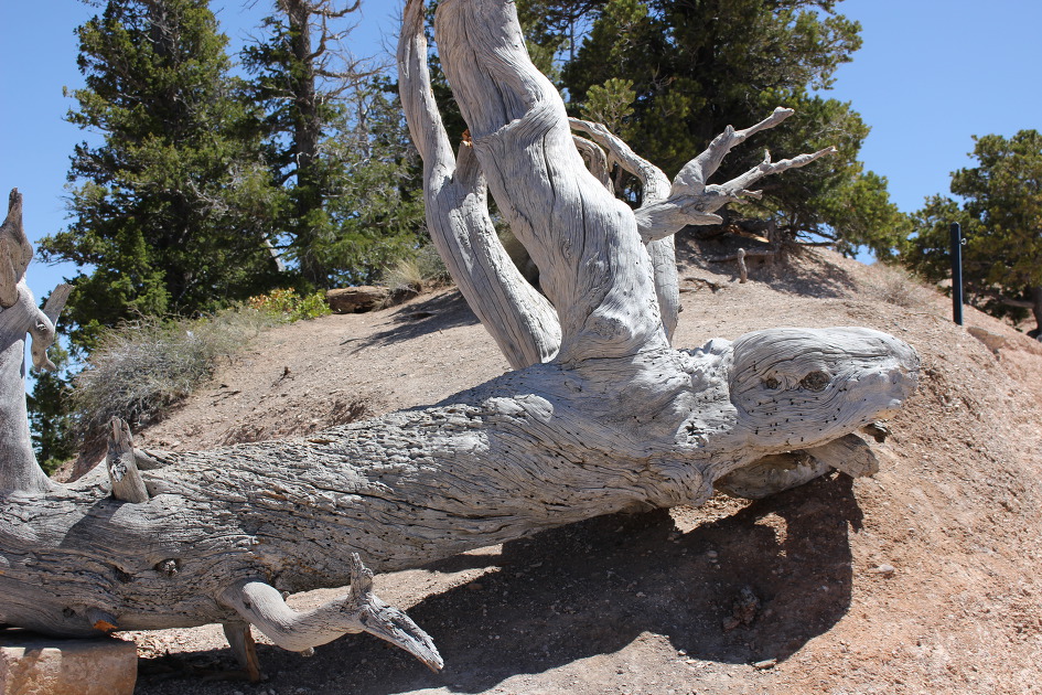 [Bryce Canyon NP]붉은색,주황색, 분홍색이 선명한 후두가 만든 마치 다른 세상 같은 미로[그랜드 서클 여행 #5]