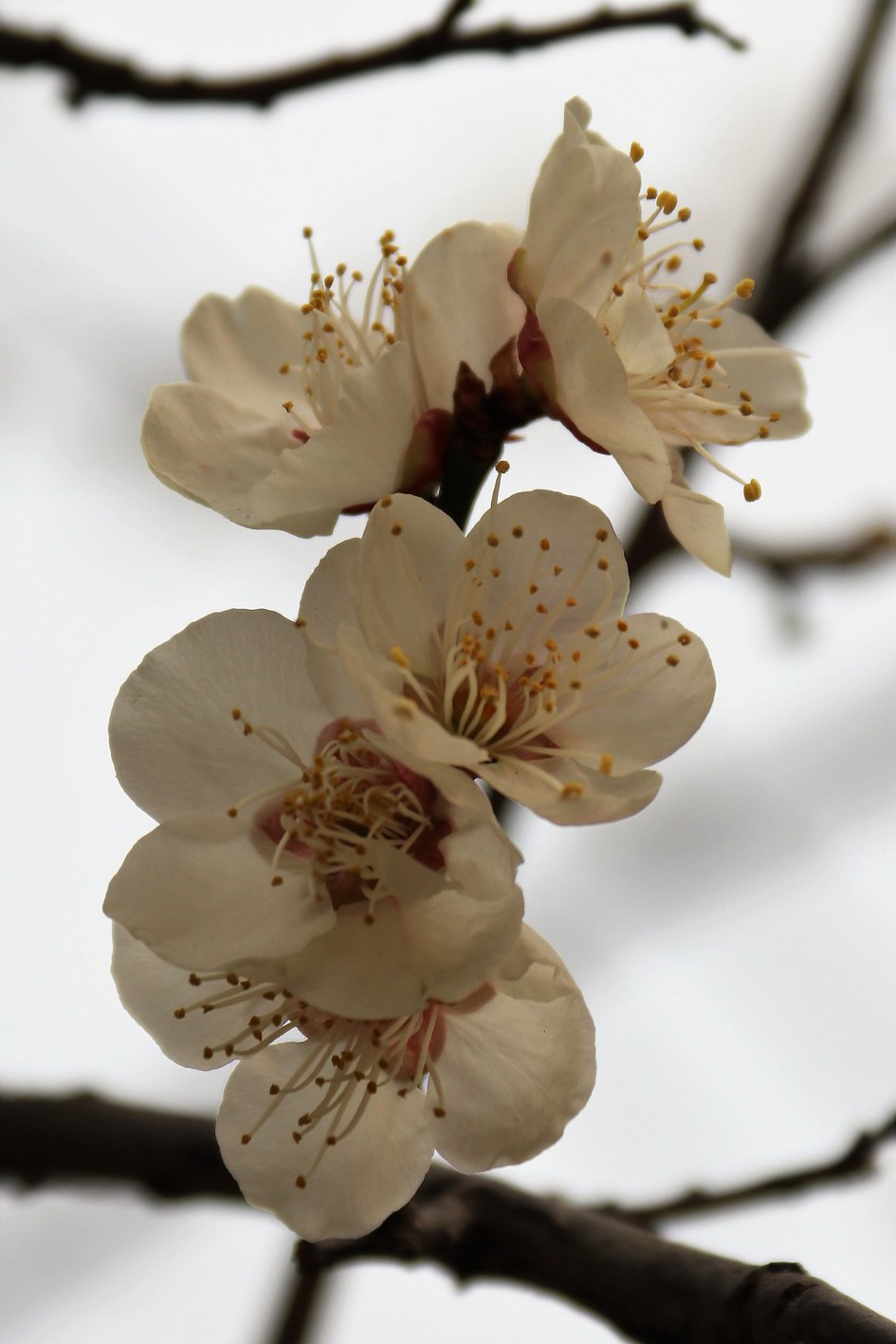 '청계천 매화거리'를 다녀왔습니다.        (20190311)