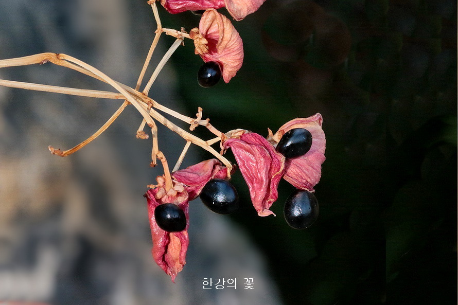 말때오줌 열매
