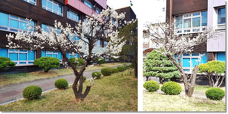 '와룡매'와 수원농생명과학고등학교의 인연