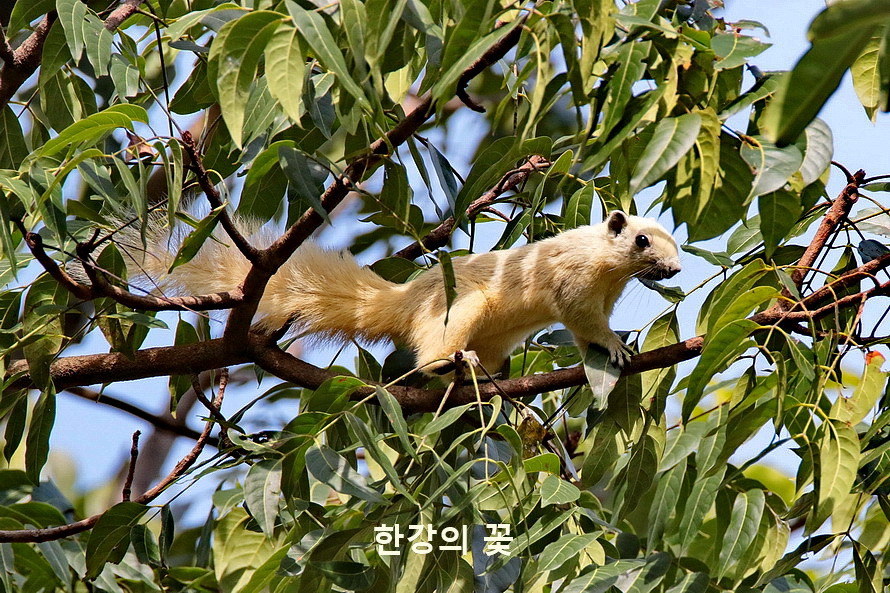 흰 다람쥐