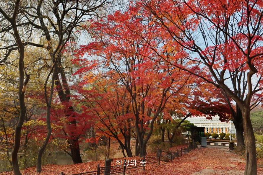 창경궁의 가을색