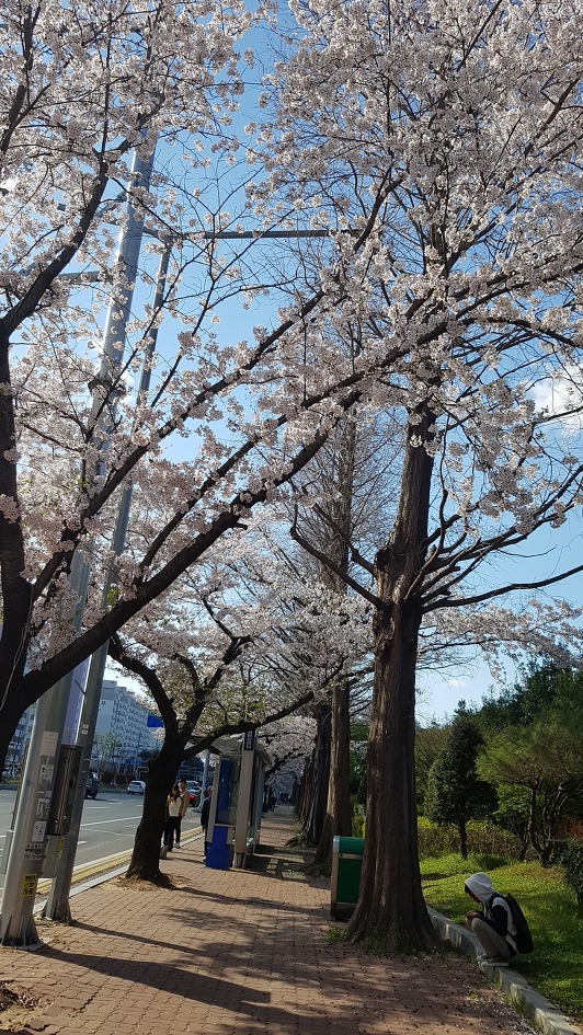 벗꽃이 드디어 창원에 피고 있네요!