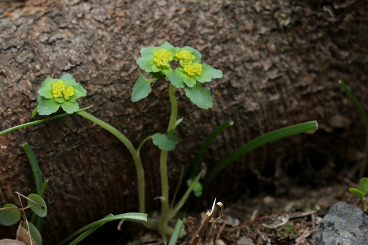 세정사 <2019 .4.>