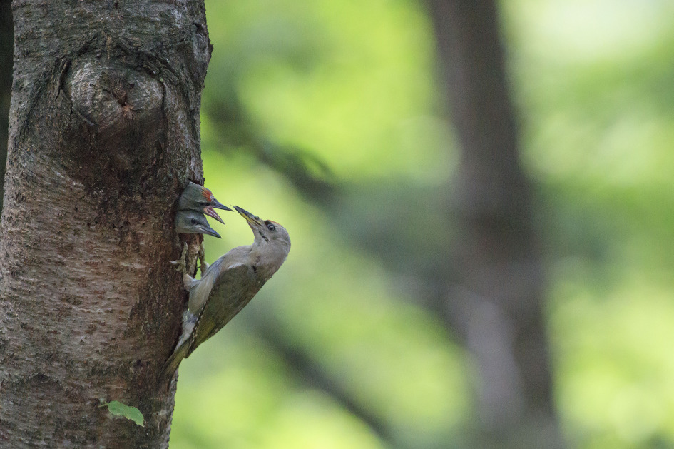 김해 신어산 청딱따구리 육추