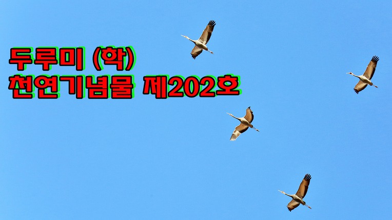 두루미 (학)천연기념물 제202호