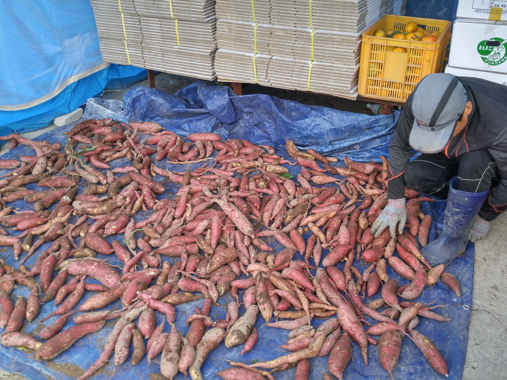 고구마 수확해요