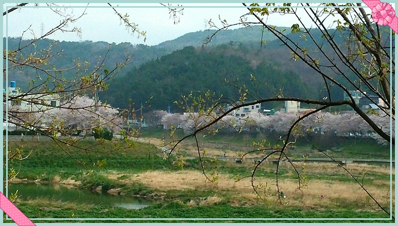 꽃 피는 봄날~~