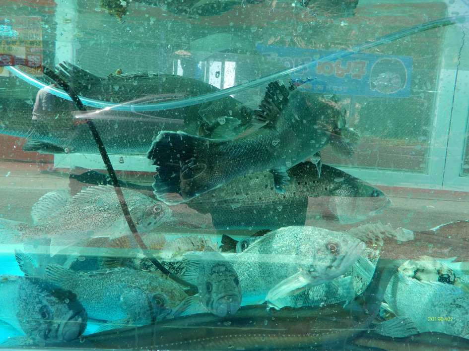 강원도 삼척 맹방/장호항---(2)  (2019년 4월 7일 )