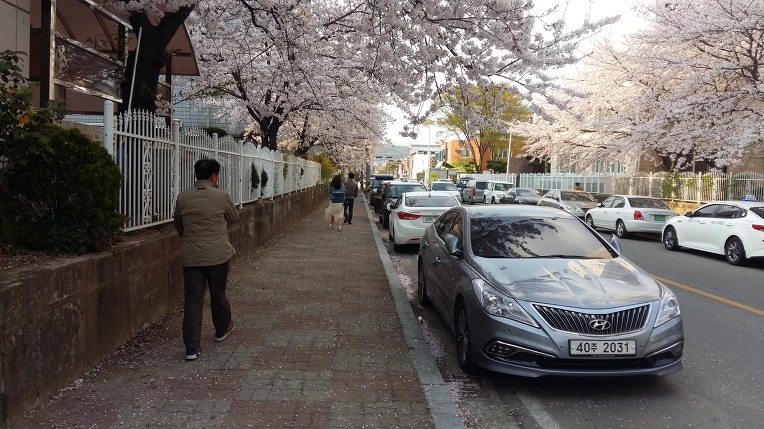 순천 아름다운 벗꽃 길