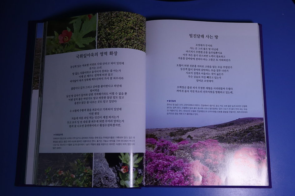 제주도 야생화 시집을 펴내며